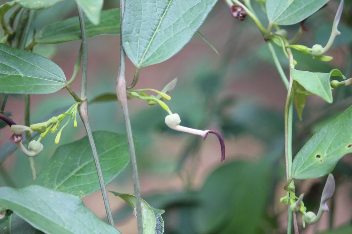 Aristolochia indica L.